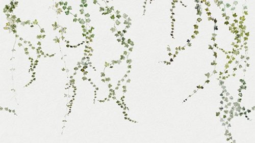 Aralia 640-04